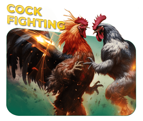 UBO44 Cock Fighting – Bet on Traditional Matches Online